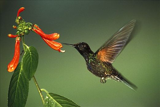 蜂鸟,进食,花,飞,雾林,生态系统,西部,斜坡,山峦,厄瓜多尔