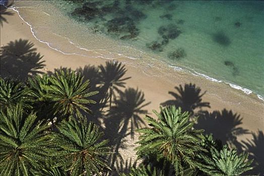 夏威夷,航拍,棕榈树,荫蔽,热带沙滩