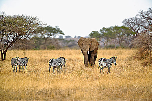 非洲象,斑马,塔兰吉雷国家公园,坦桑尼亚