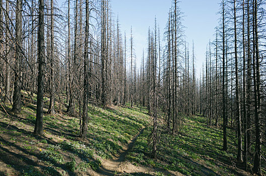 火,损坏,树,树林,顶峰,靠近,雷尼尔山国家公园,华盛顿