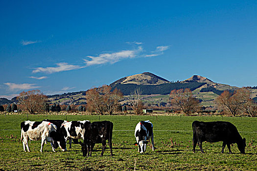 乳业,母牛,马鞍,山,靠近,南岛,新西兰