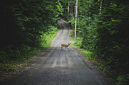 鹿,乡村道路