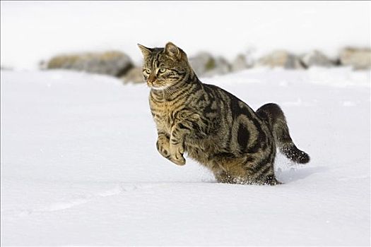 猫,跑,雪中,家猫,雄性,德国