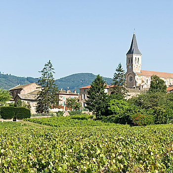 葡萄园,法国,乡村,博若莱葡萄酒