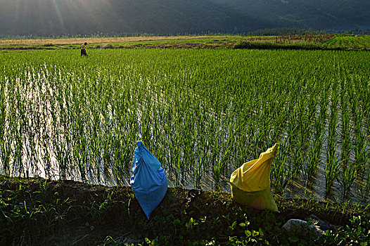 田园风光