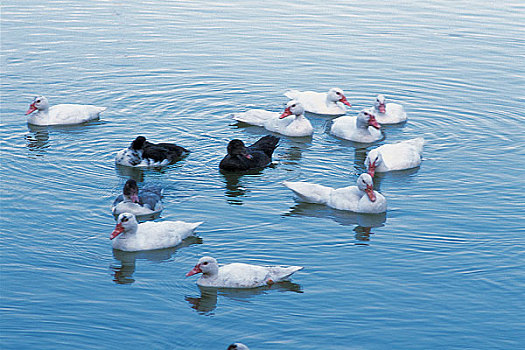 一群鸭子在水面