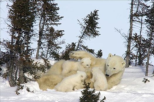 北极熊,三个,老,幼兽,哺乳,脆弱,瓦普斯克国家公园,曼尼托巴,加拿大