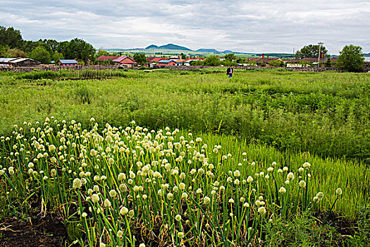 五大连池乡野