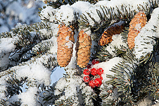 接骨木,积雪,常青树,阿拉斯加,冬天