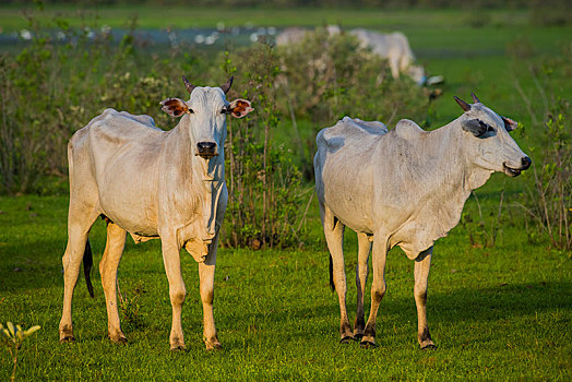 瘤牛,草场,潘塔纳尔,南马托格罗索州,巴西,南美