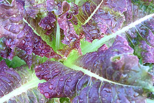紫色生菜