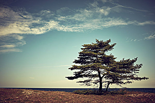 孤树,海岸