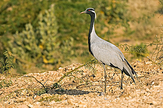 蓑羽鹤,塔尔沙漠,拉贾斯坦邦,印度