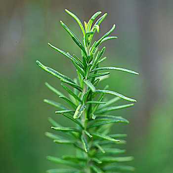 香草