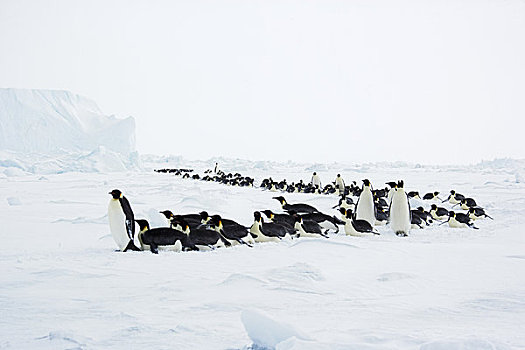 生物群,帝企鹅,南极