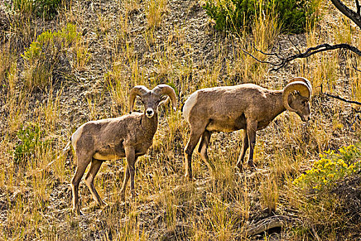 大角羊,进食,救助,溪流,区域,黄石国家公园,蒙大拿,美国