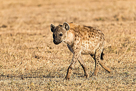斑鬣狗,干草,肯尼亚,非洲