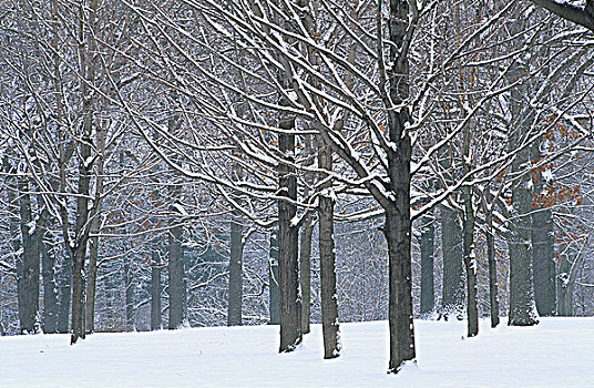 冬天,高,公园,多伦多,安大略省,加拿大