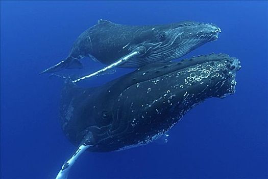 夏威夷,驼背鲸,大翅鲸属,鲸鱼