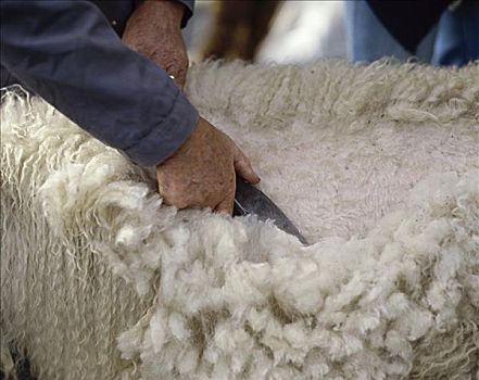 剪羊毛,嘴,瓦莱,瑞士