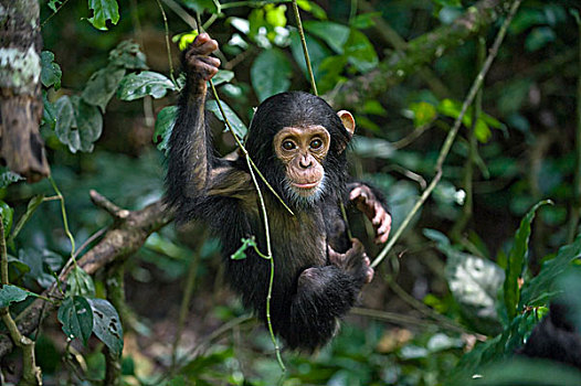 黑猩猩,类人猿,1岁,幼仔,玩,树上,西部,乌干达