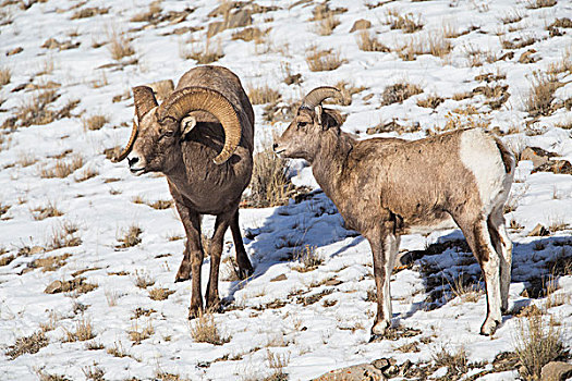美国,怀俄明,国家麋鹿保护区,大角羊,公羊,母羊,雪中