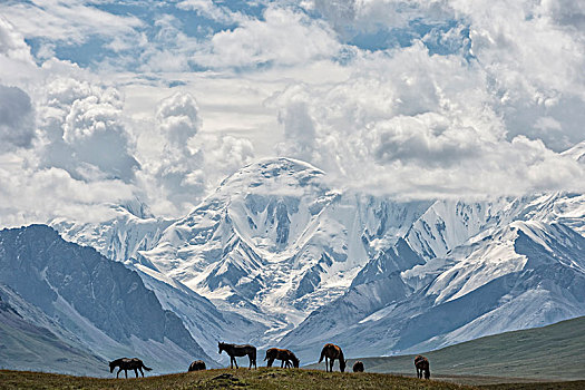 马,放牧,正面,掸邦,雪冠,山,山谷,区域,吉尔吉斯斯坦,亚洲