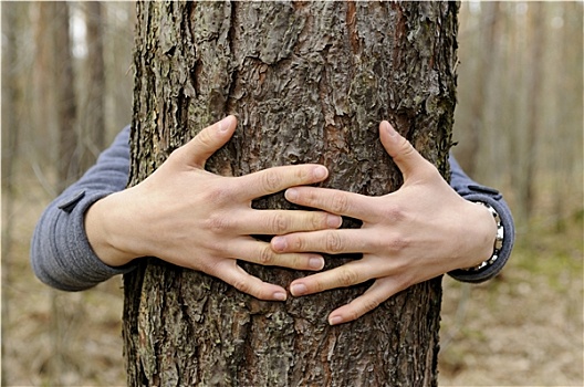 拥抱,树
