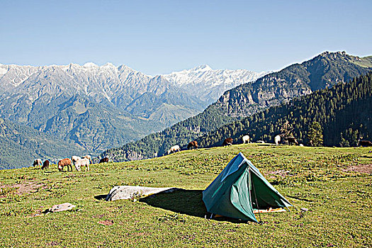 帐蓬,山谷,喜马偕尔邦,印度