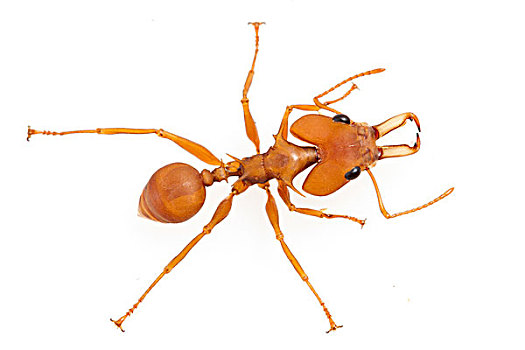 蚂蚁,苏里南