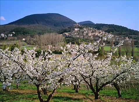 法国,乡村,樱桃树,果园
