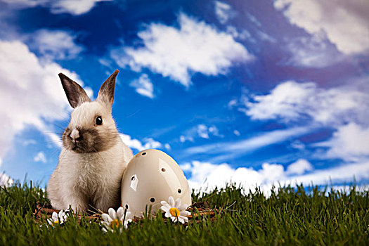 春天,兔子,青草