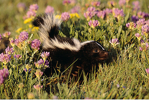 条纹臭鼬,花,艾伯塔省,加拿大