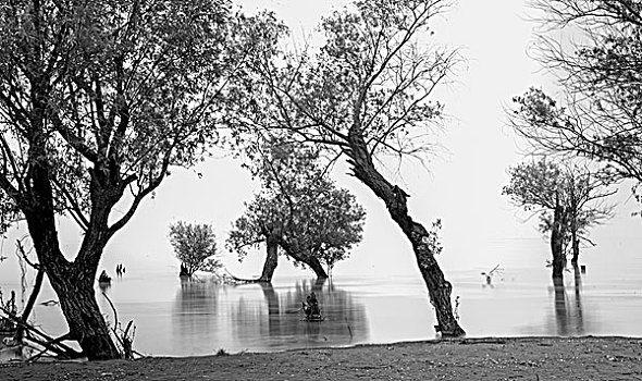 合肥巢湖芦溪湿地