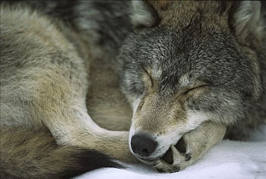 大灰狼,狼,睡觉,明尼苏达