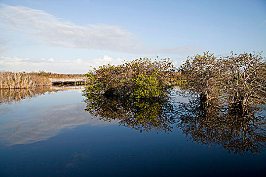 特色,植被,反射,水,大沼泽地国家公园,佛罗里达,美国