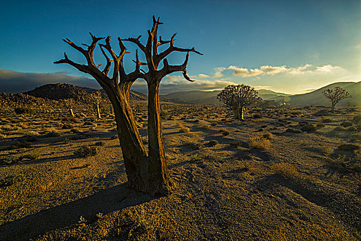 里希特斯韦德国家公园,死,树,南非