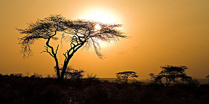 剪影,刺槐,日落,马赛马拉,肯尼亚,东非