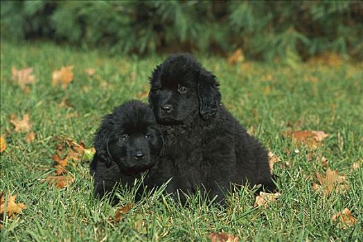 纽芬兰,狗,一对,黑色,小狗,草地