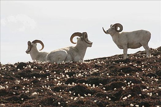 野大白羊,公羊,白大角羊,绵羊,山,山峦,克卢恩国家公园,育空地区,加拿大