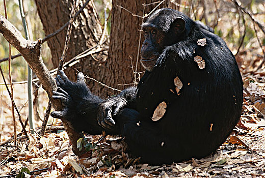 坦桑尼亚,冈贝河国家公园,雄性,黑猩猩,休息,大幅,尺寸