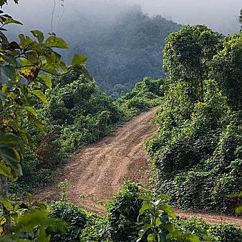 俯视图,土路,琅勃拉邦,老挝