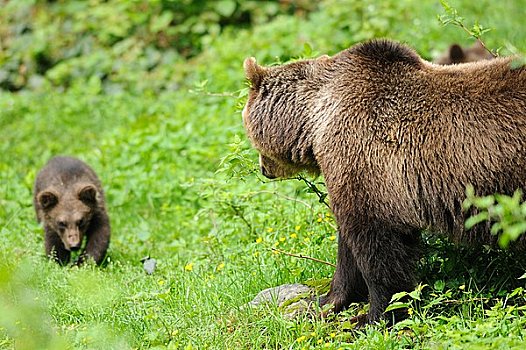 两个,棕熊,巴伐利亚森林,德国