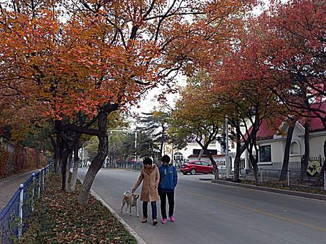 枫叶,红叶,枫树,街道,秋天,落叶,五彩缤纷,绚烂,艳丽,色彩