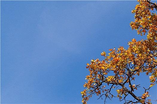 秋天,枫叶,蓝天