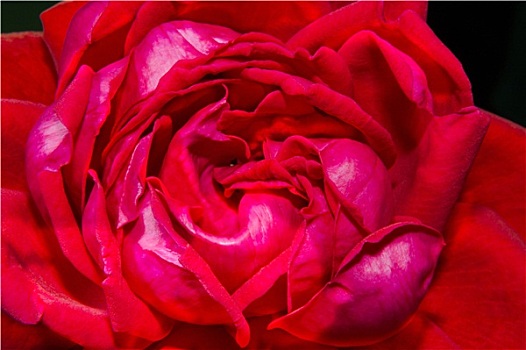 图像,红玫瑰,芽,特写