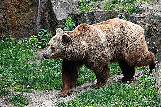 德国,棕熊