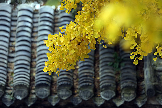 山东省日照市,满树挂满黄金叶,浮来山千年银杏树迎来最美时节