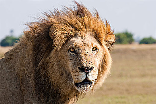 非洲狮,雄性,博茨瓦纳