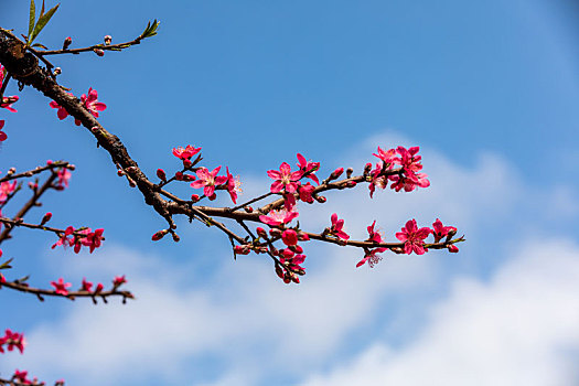 春天里盛开的桃花